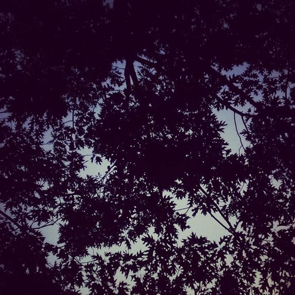 Photo: Oak