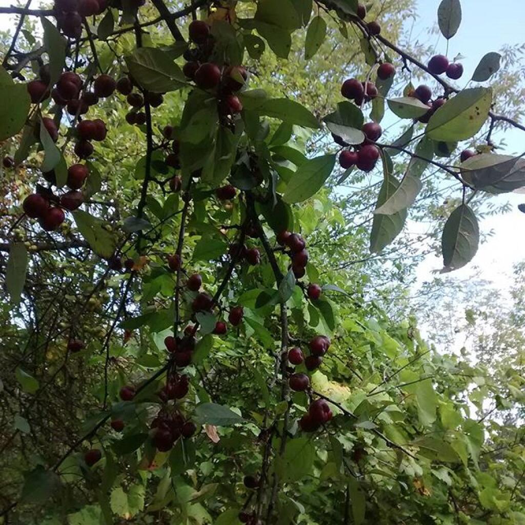 Photo: Crab Apple