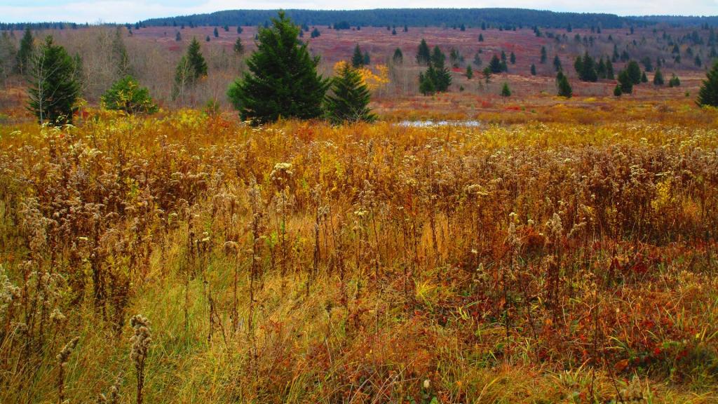 Photo: Fall colors