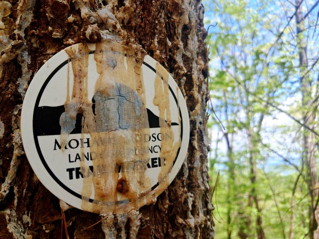 Photo: Pine Sap [Expires May 31 2026]