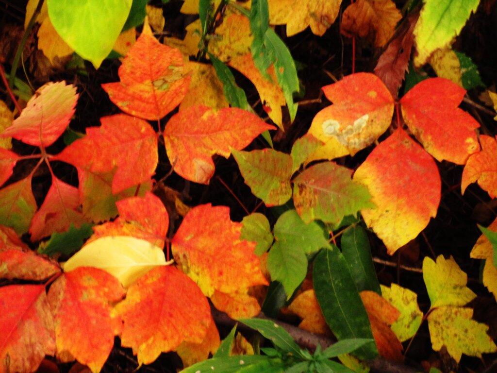 Photo: Posion Ivy Turning Red