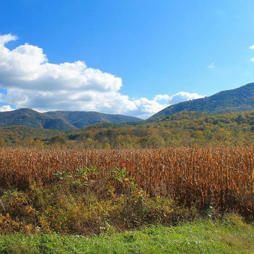 Photo: Cornfield in the Sweedlin Valley