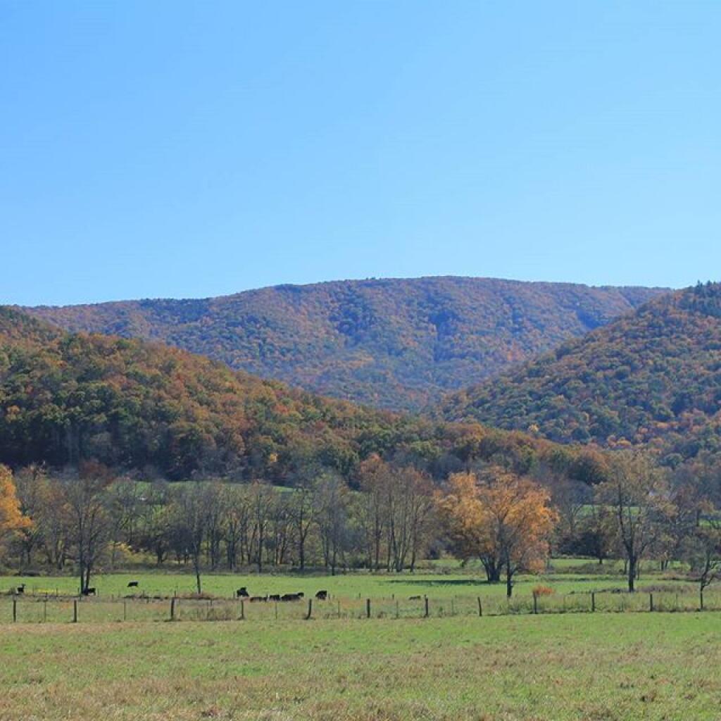 Photo: Beef cattle grazing along US 220