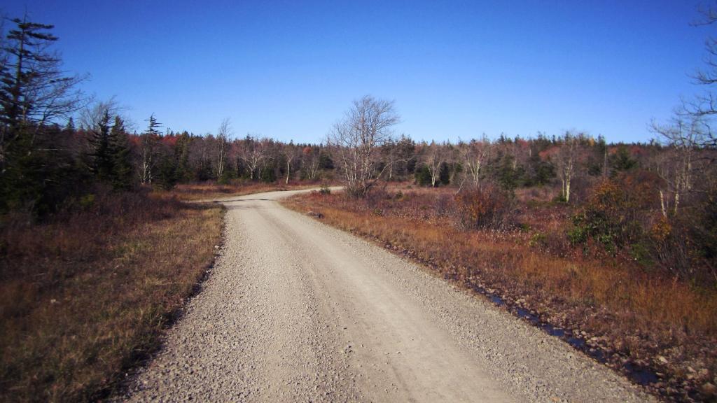 Photo: Forest Route 13