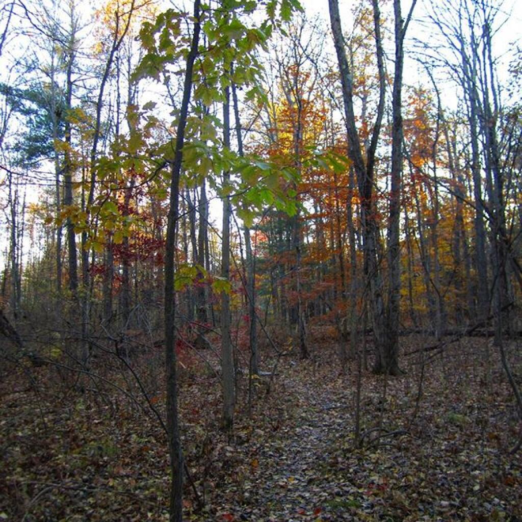 Photo: A walk in the woods