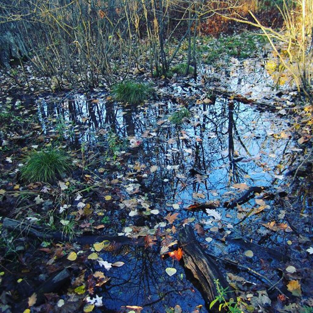 Photo: Swift Wetlands