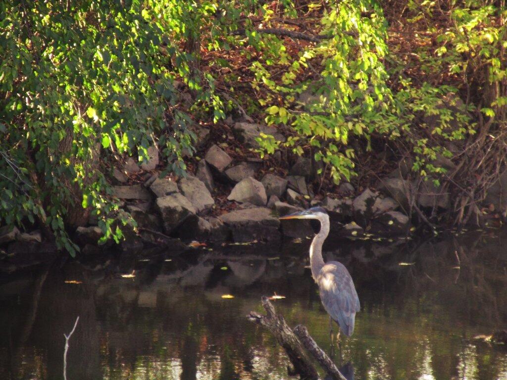 Photo: Great Blue Herron