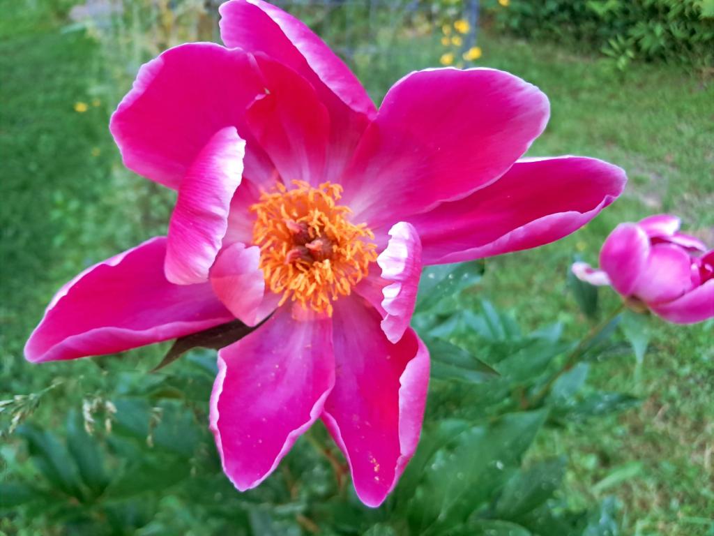 Photo: Peony Largo [Expires June 22 2026]