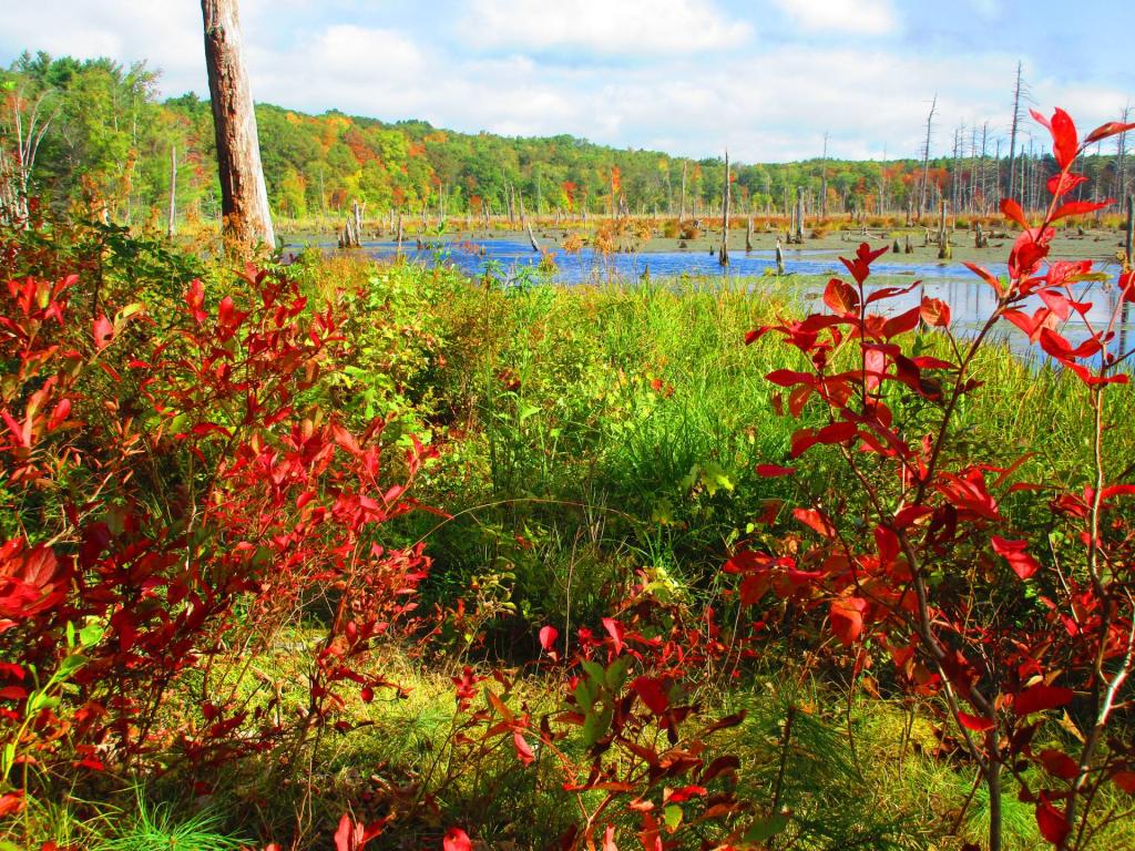 Photo: Bear Swamp