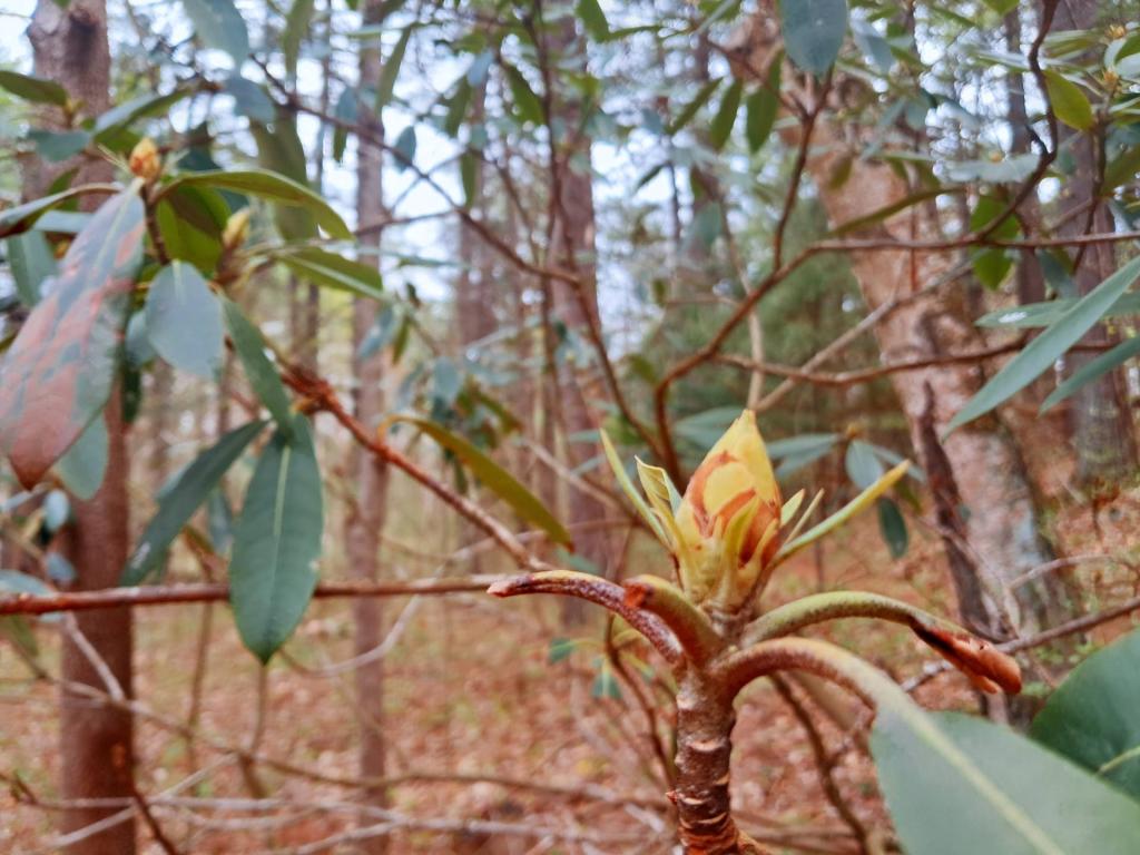 Photo: Colors along Camp Sabbatist Road
