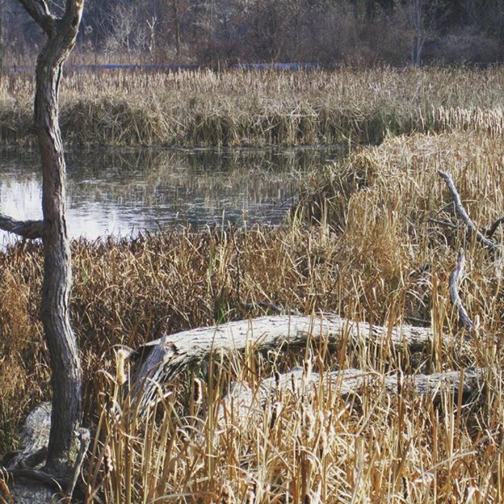 Photo: Wetlands