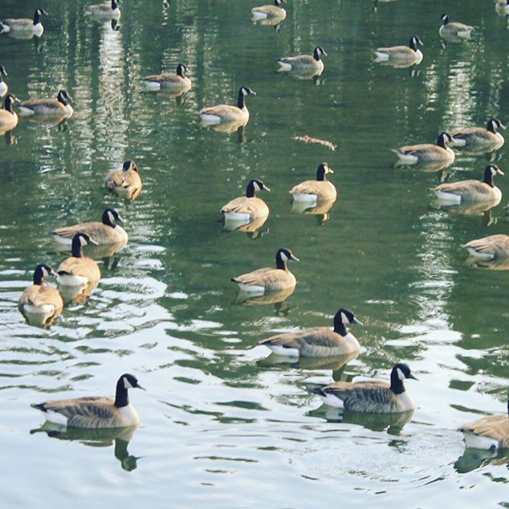 Photo: Geese