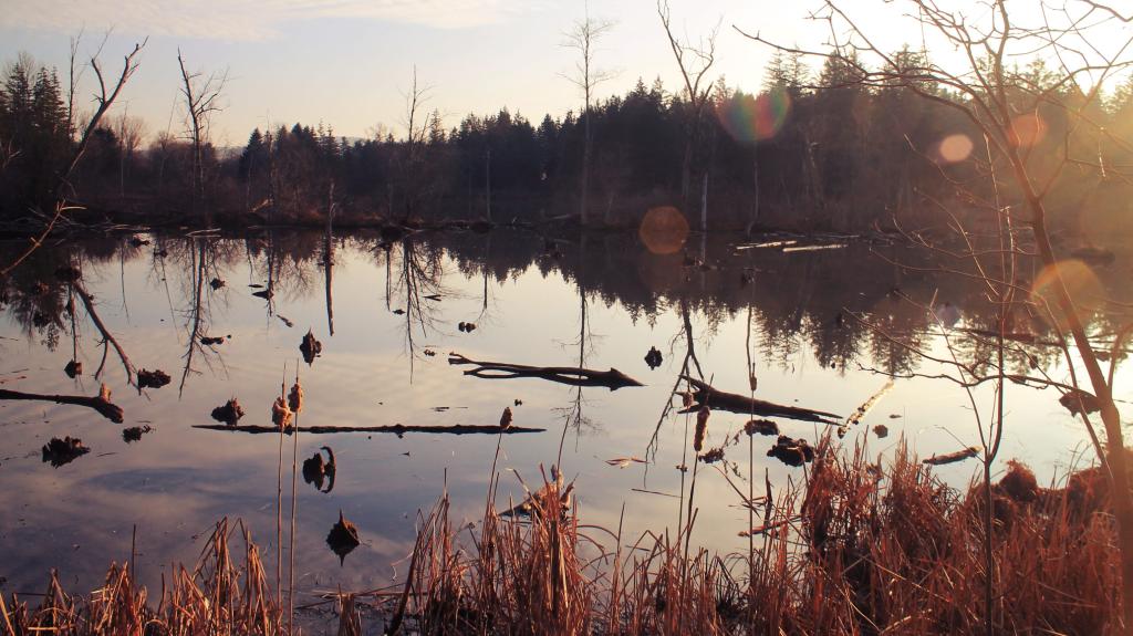 Photo: Pond