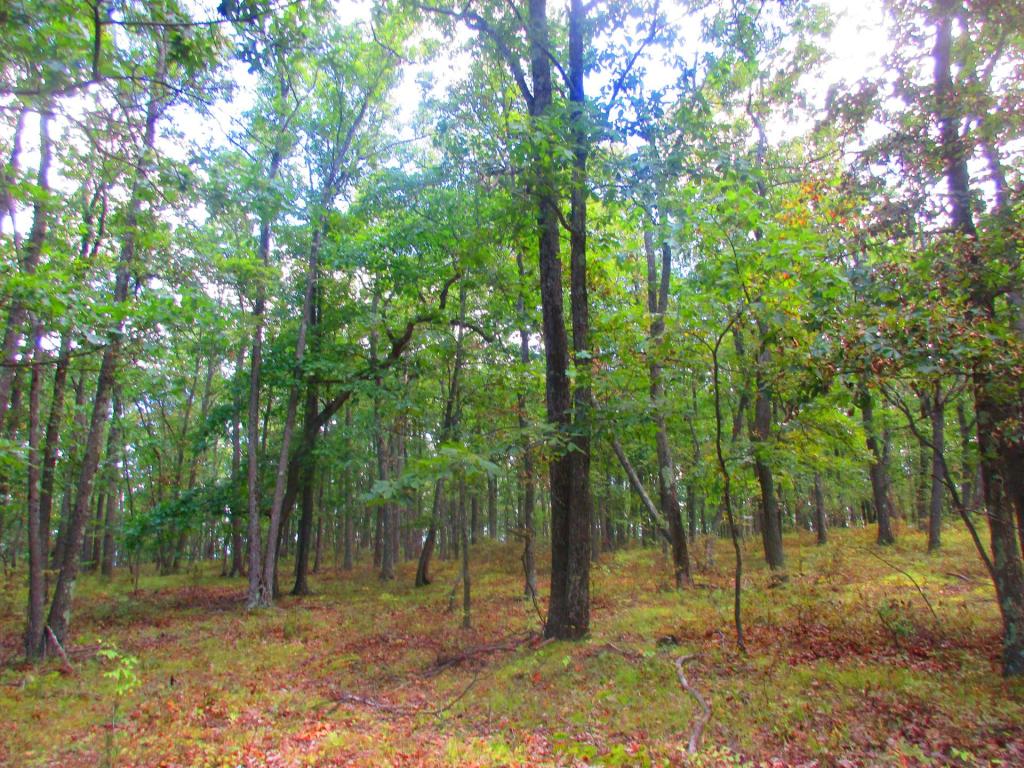 Photo: Pam Canopy