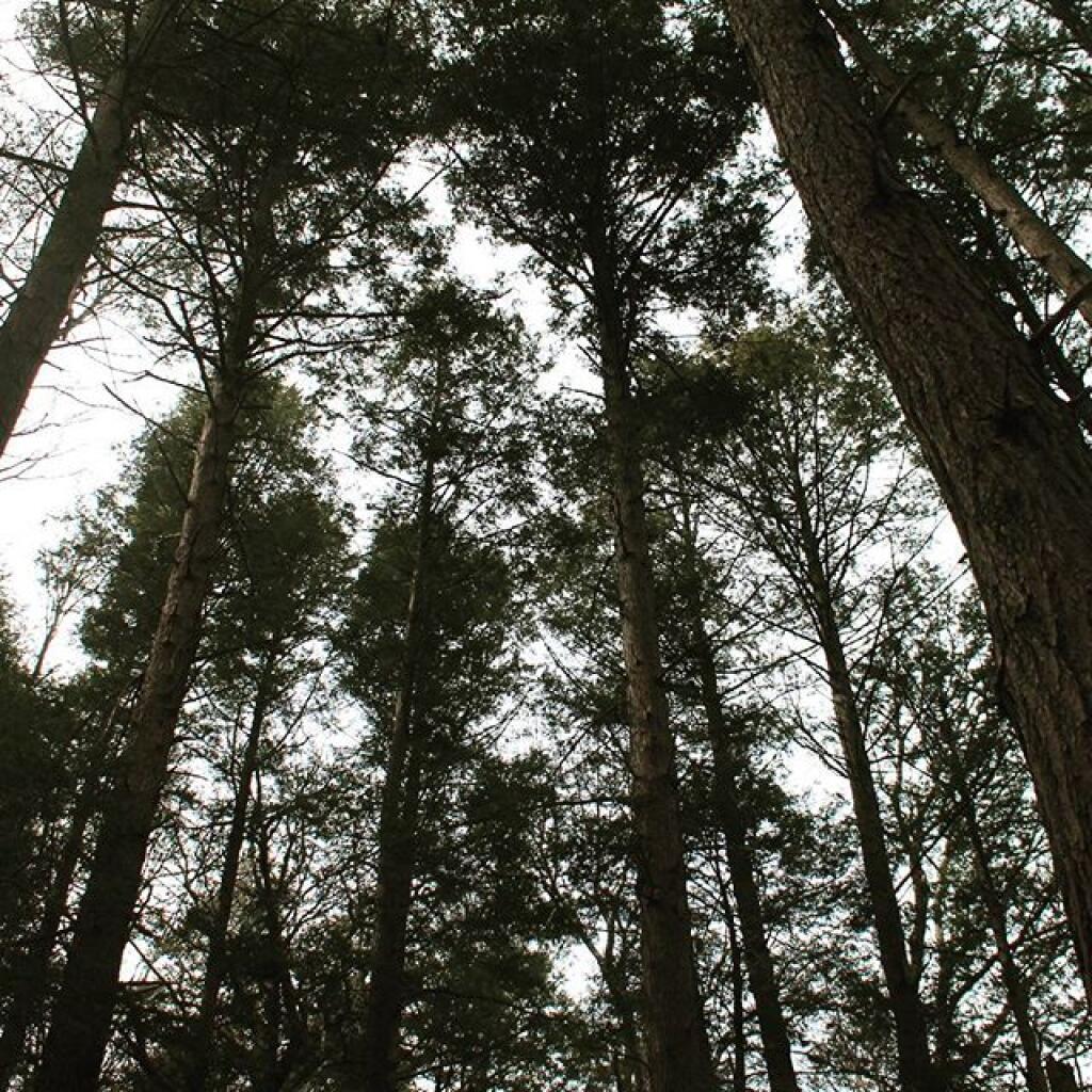 Photo: Tall White Pines