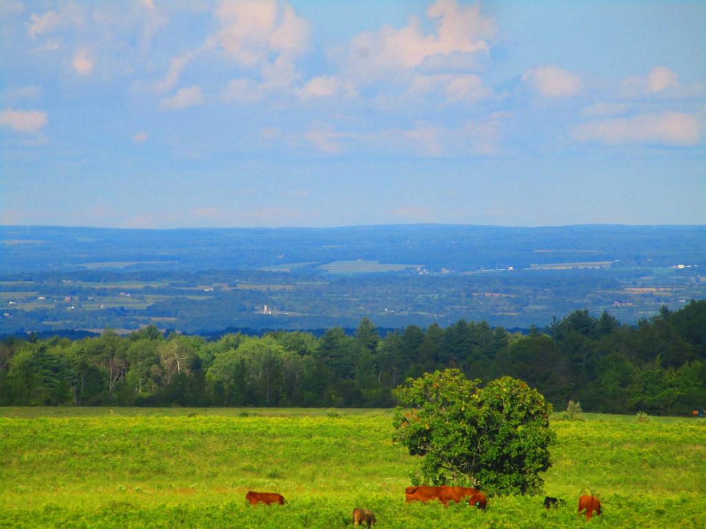 Photo: Pasture