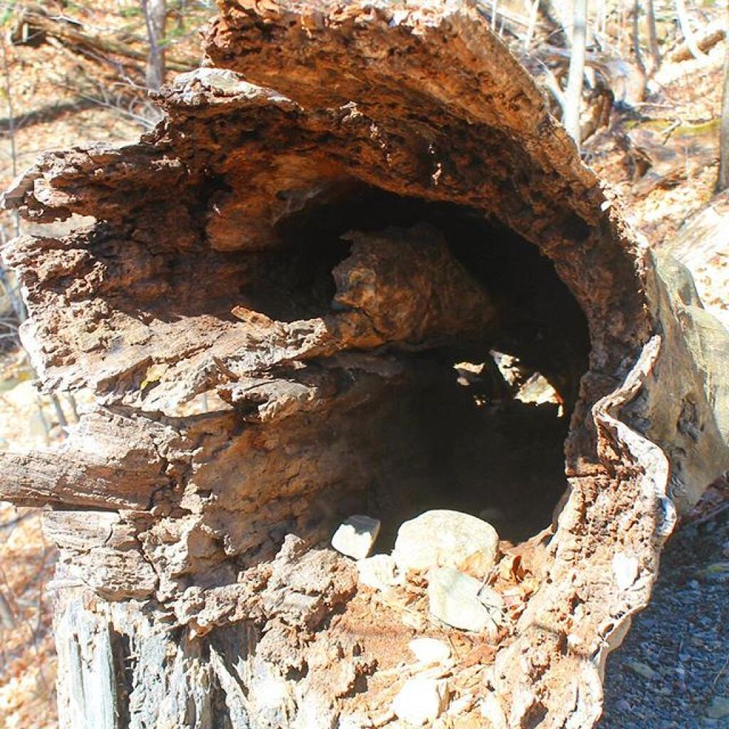 Photo: Hollow