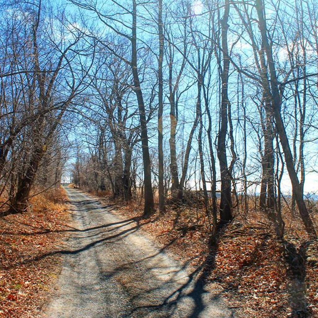 Photo: March Shadows