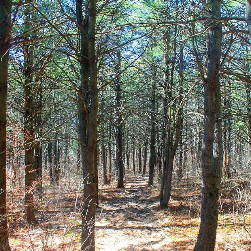 Photo: Through the Timber Stand
