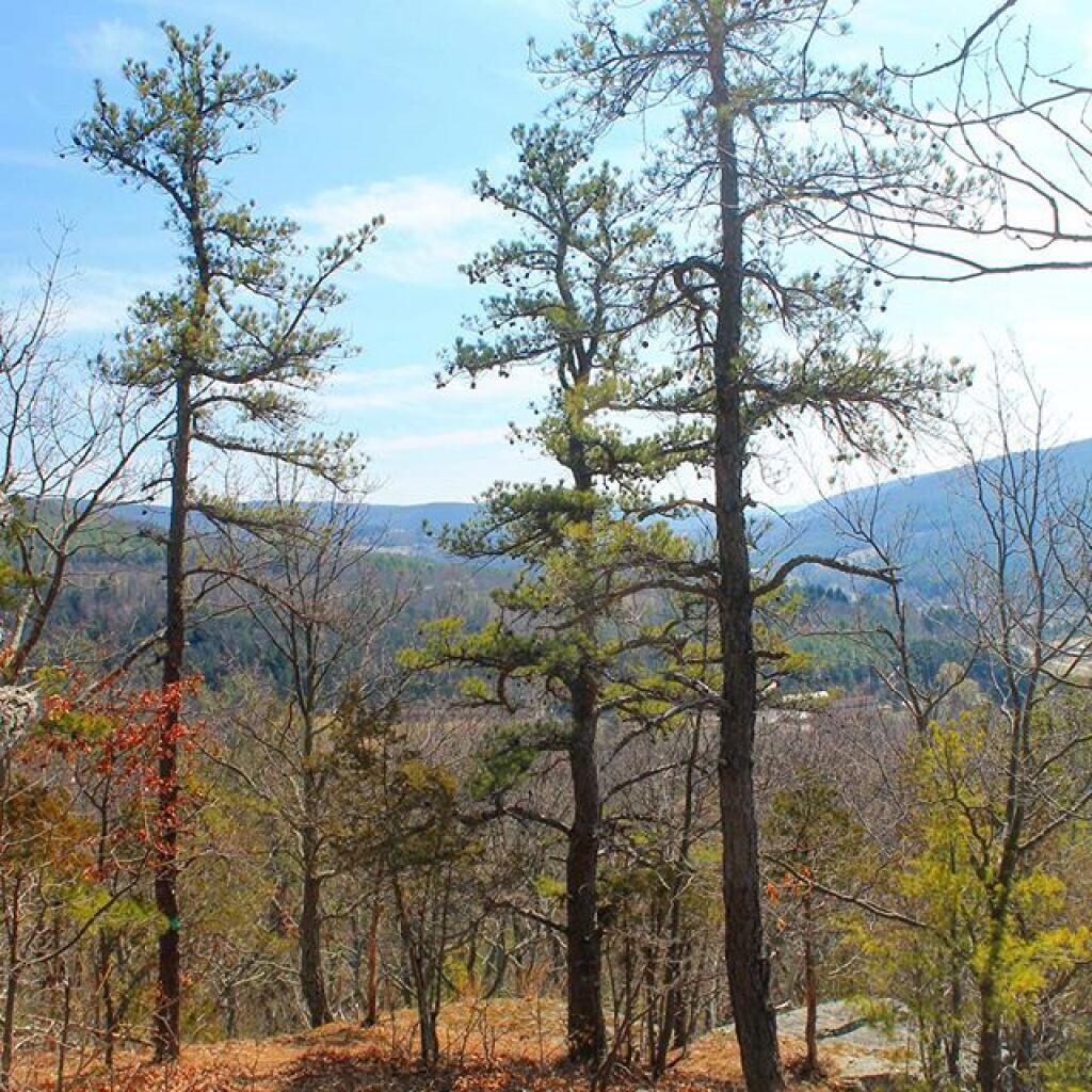 Photo: Pitch Pine