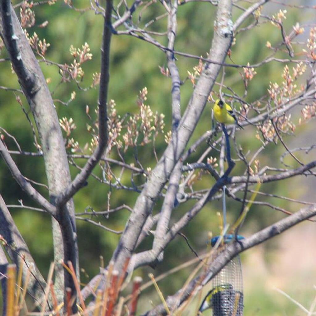 Photo: Gold Finch