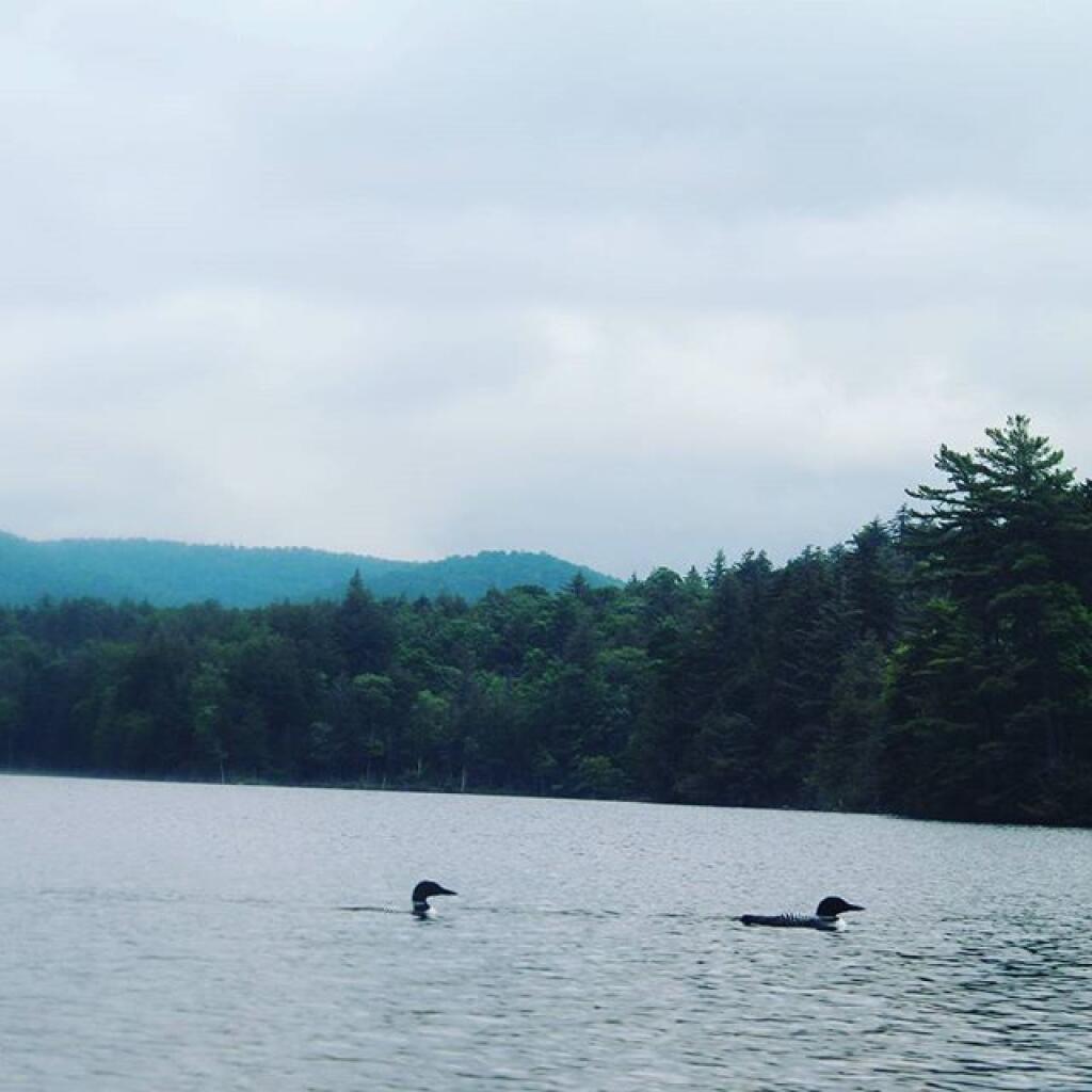Photo: Loons