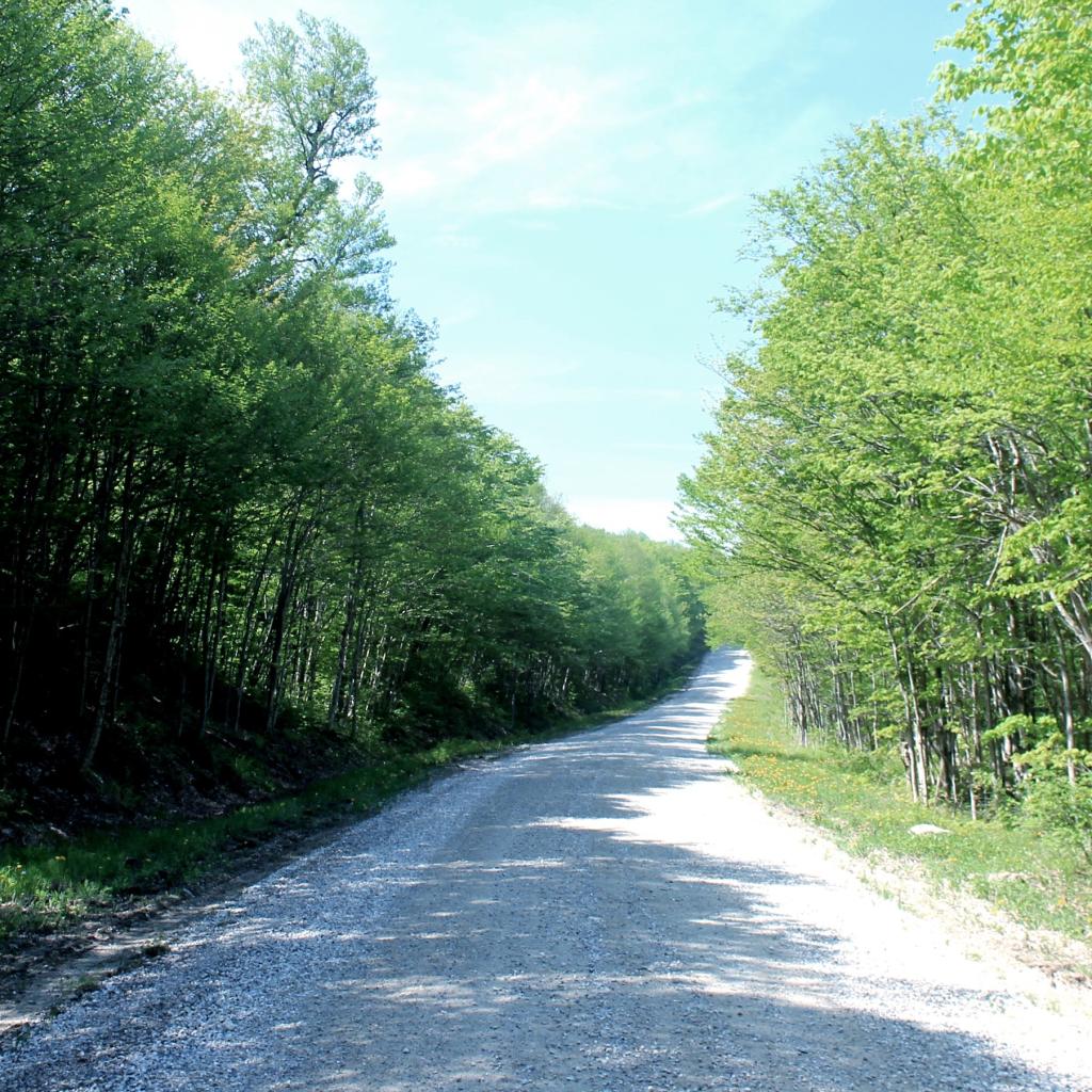Photo: Branch Pond Road