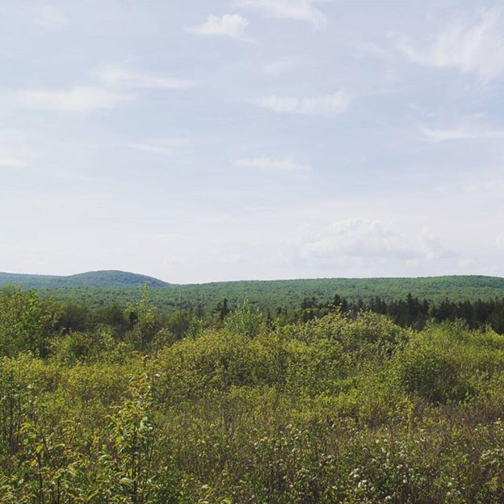 Photo: Meadow