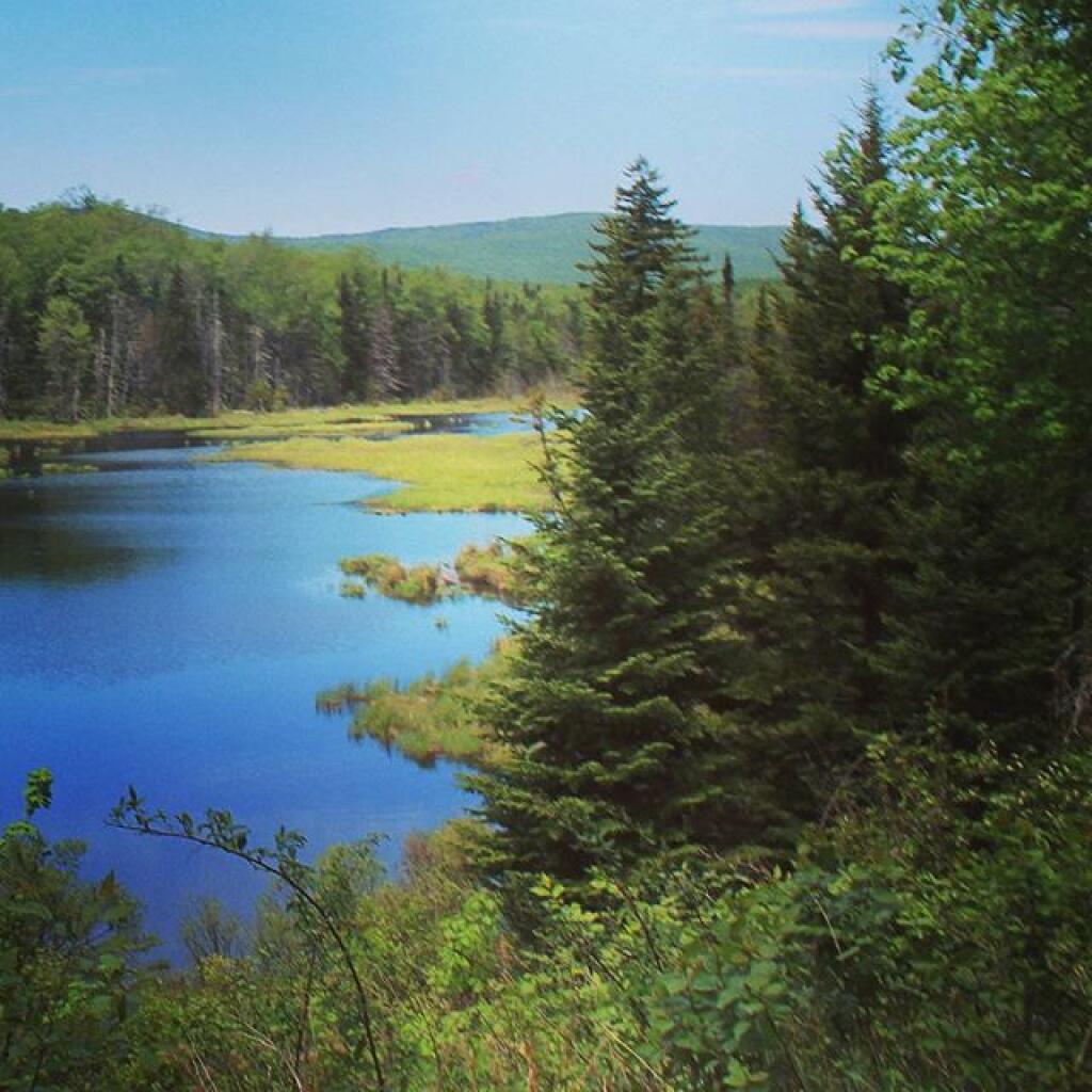 Photo: Shep Meadow