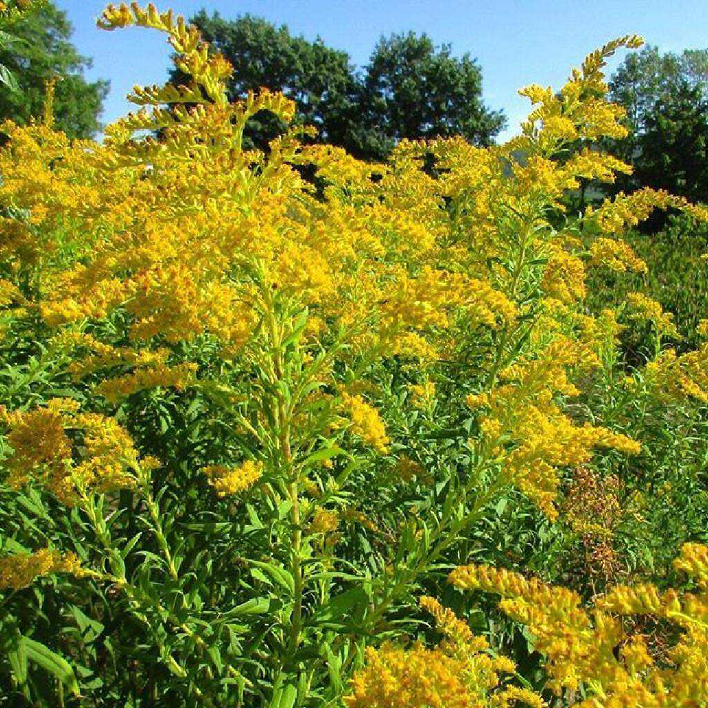 Photo: Golden Rod