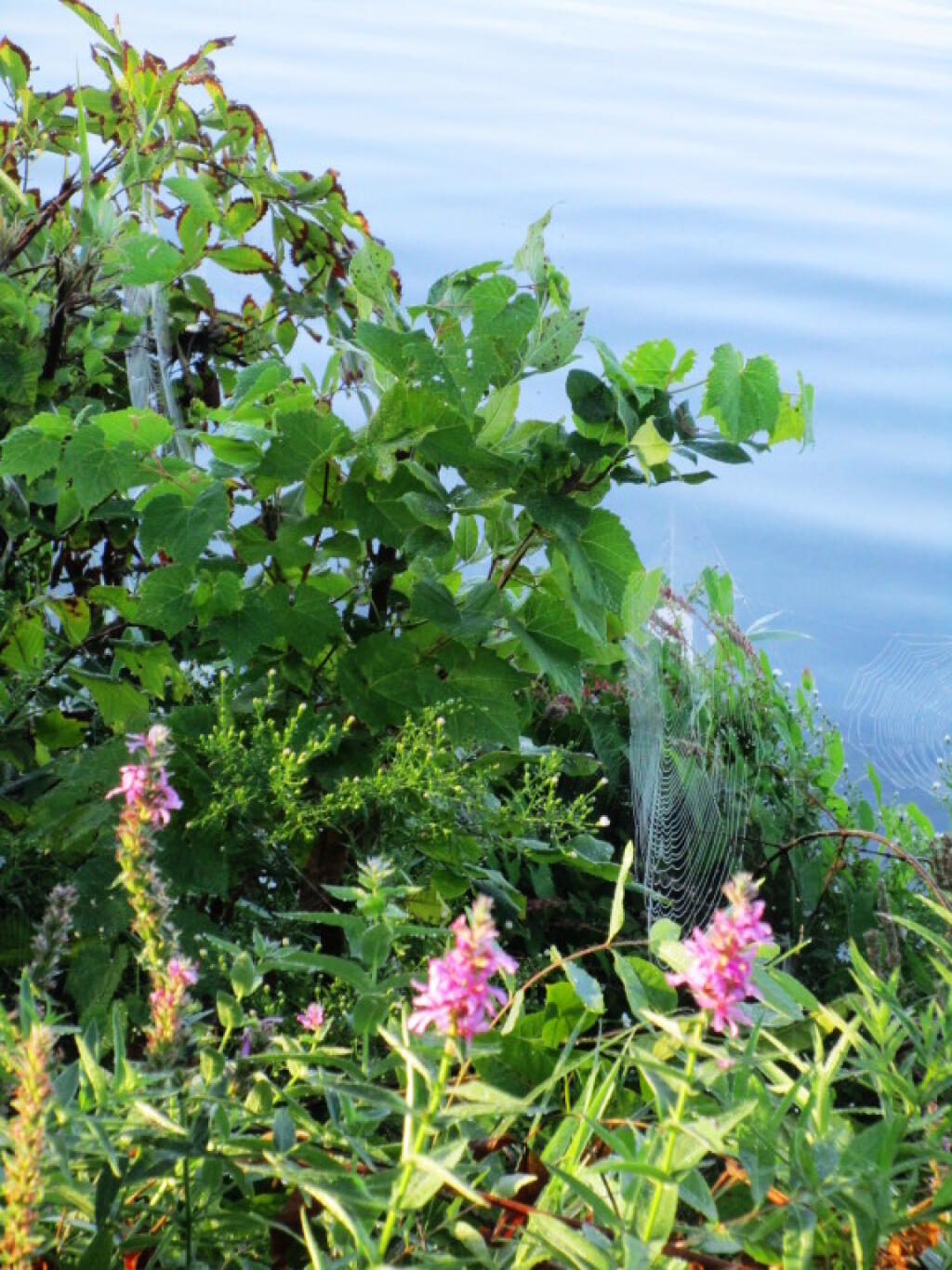 Photo: Shoreline