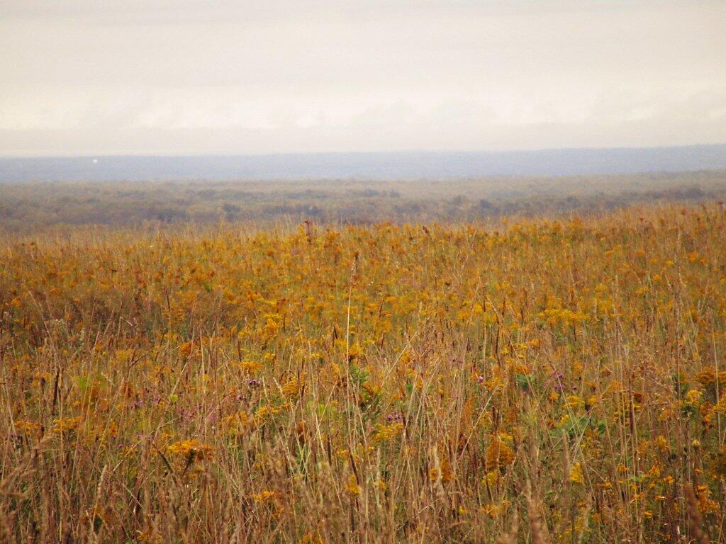 Photo: Meadow