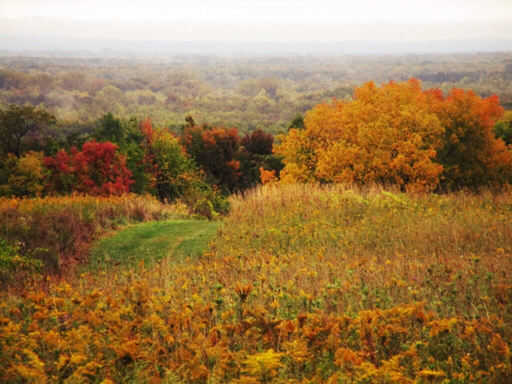 Photo: Wildflowers