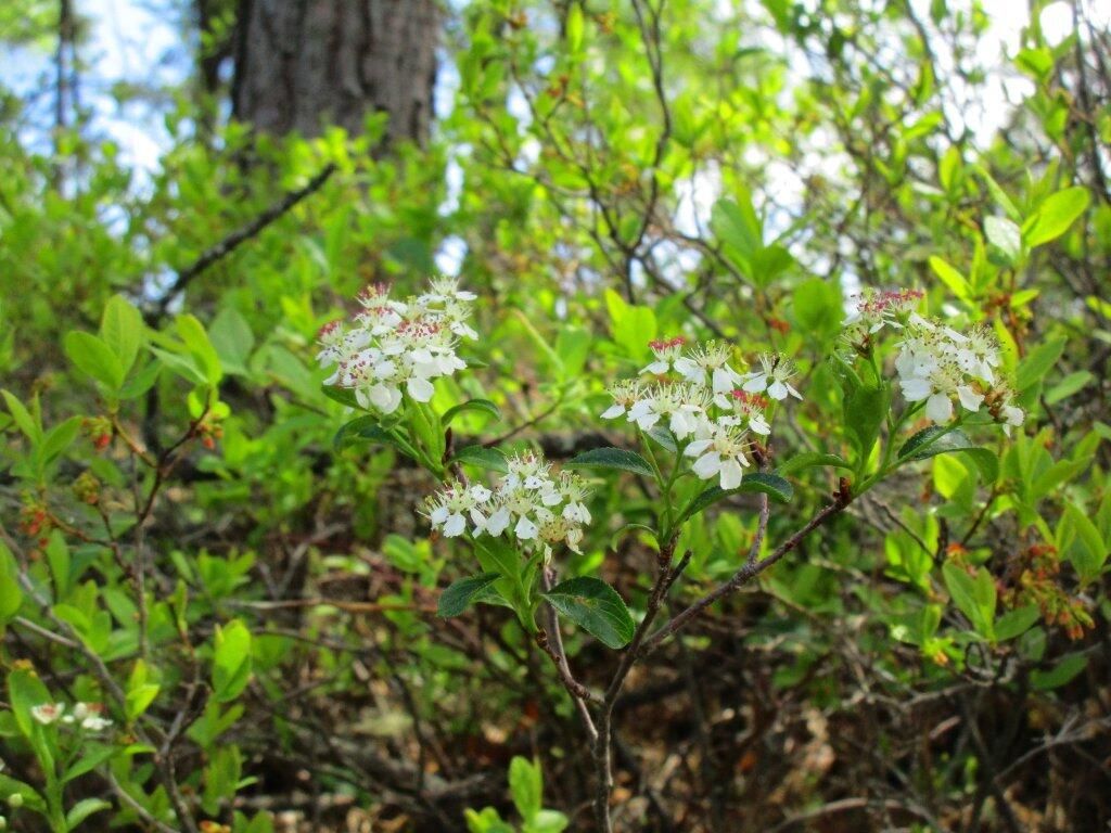 Photo: Flowers