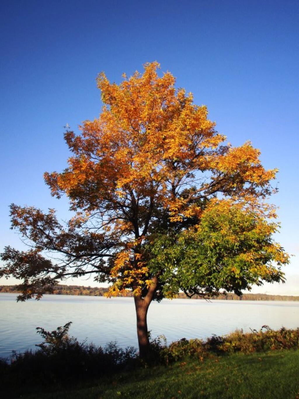 Photo: Turning Colors