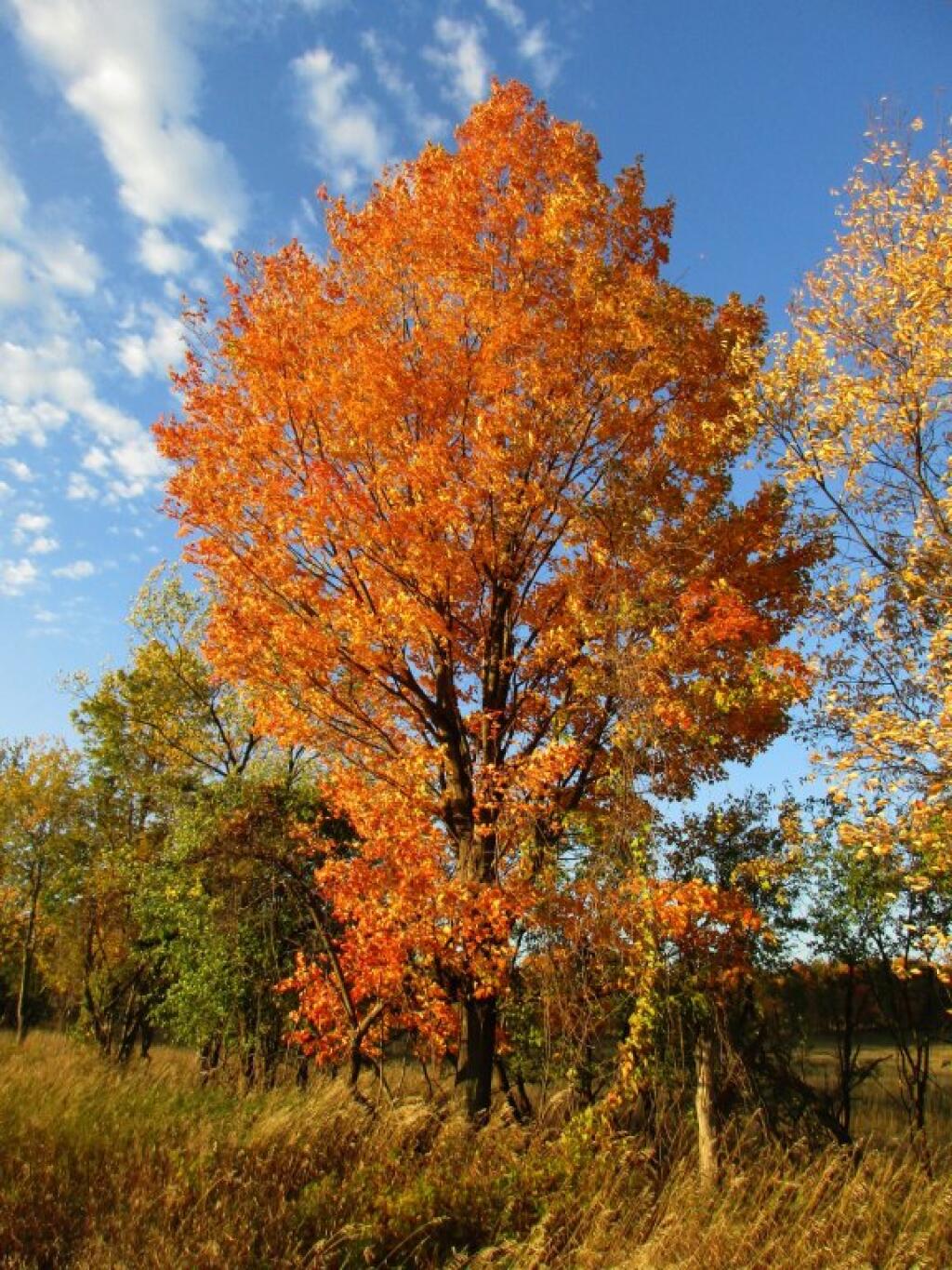 Photo: Maple