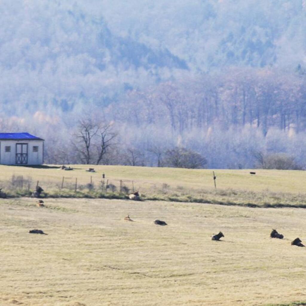 Photo: Elk enjoying the sun