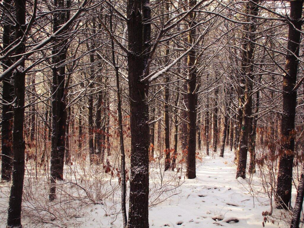 Photo: Woods