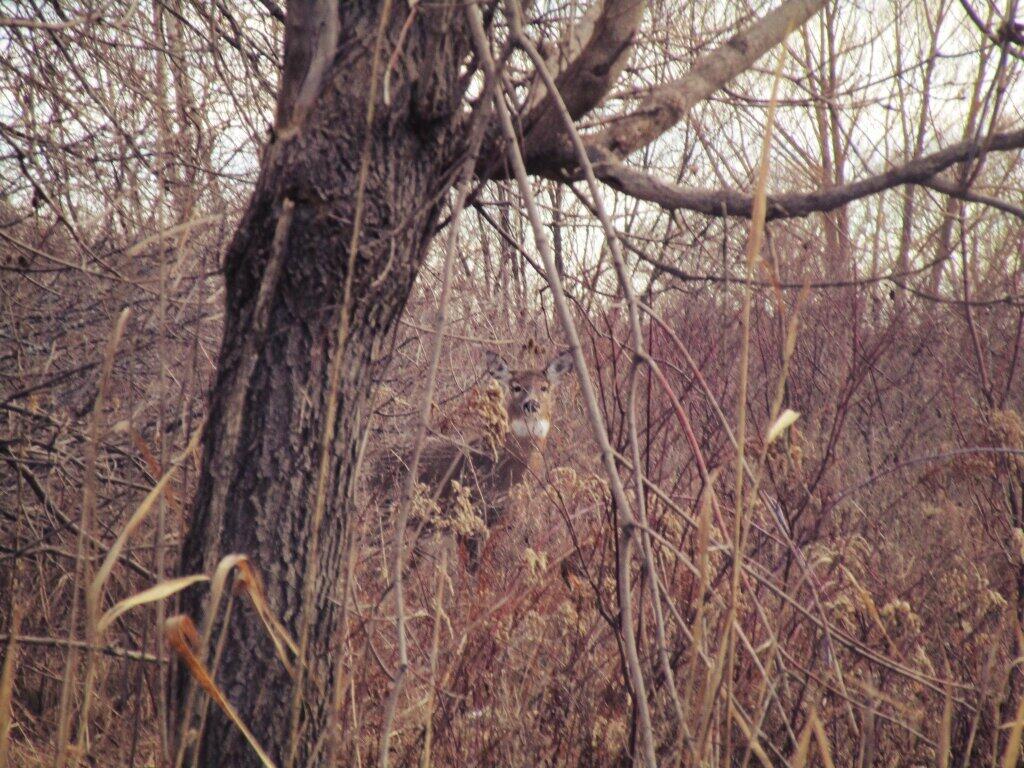 Photo: Big Doe