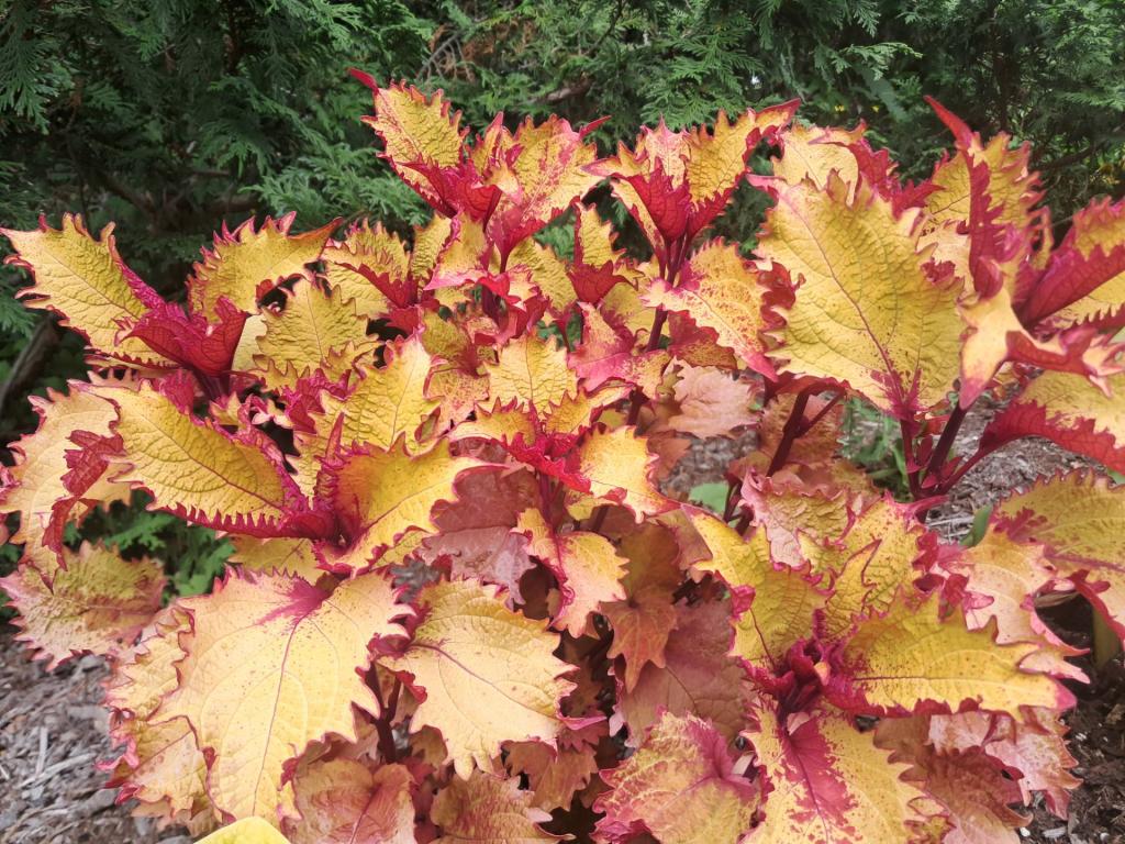 Photo: Coleus