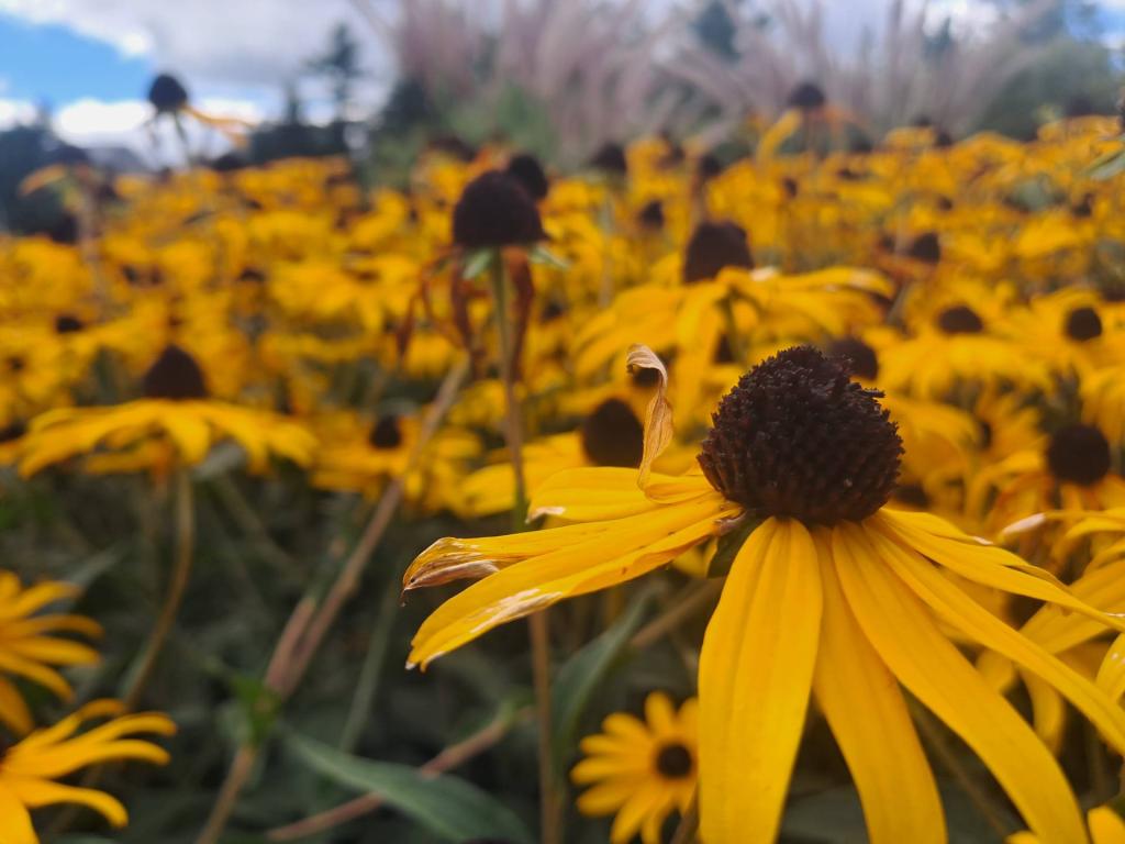 Photo: Field of Black Eye Susans
