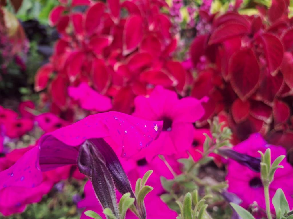 Photo: Supertunia Royal Magenta