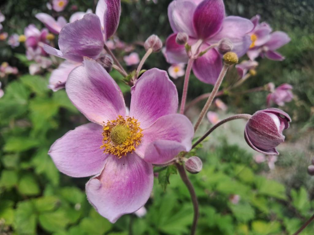 Photo: Windflower