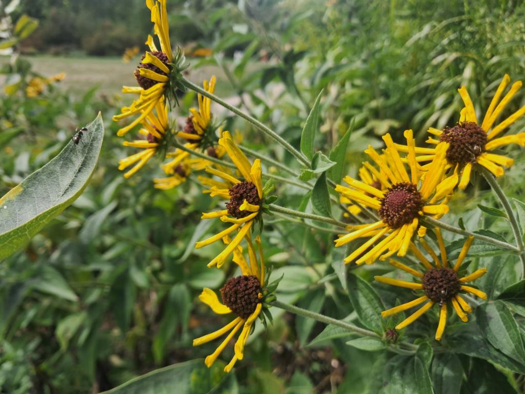 Photo: Sweet Coneflower