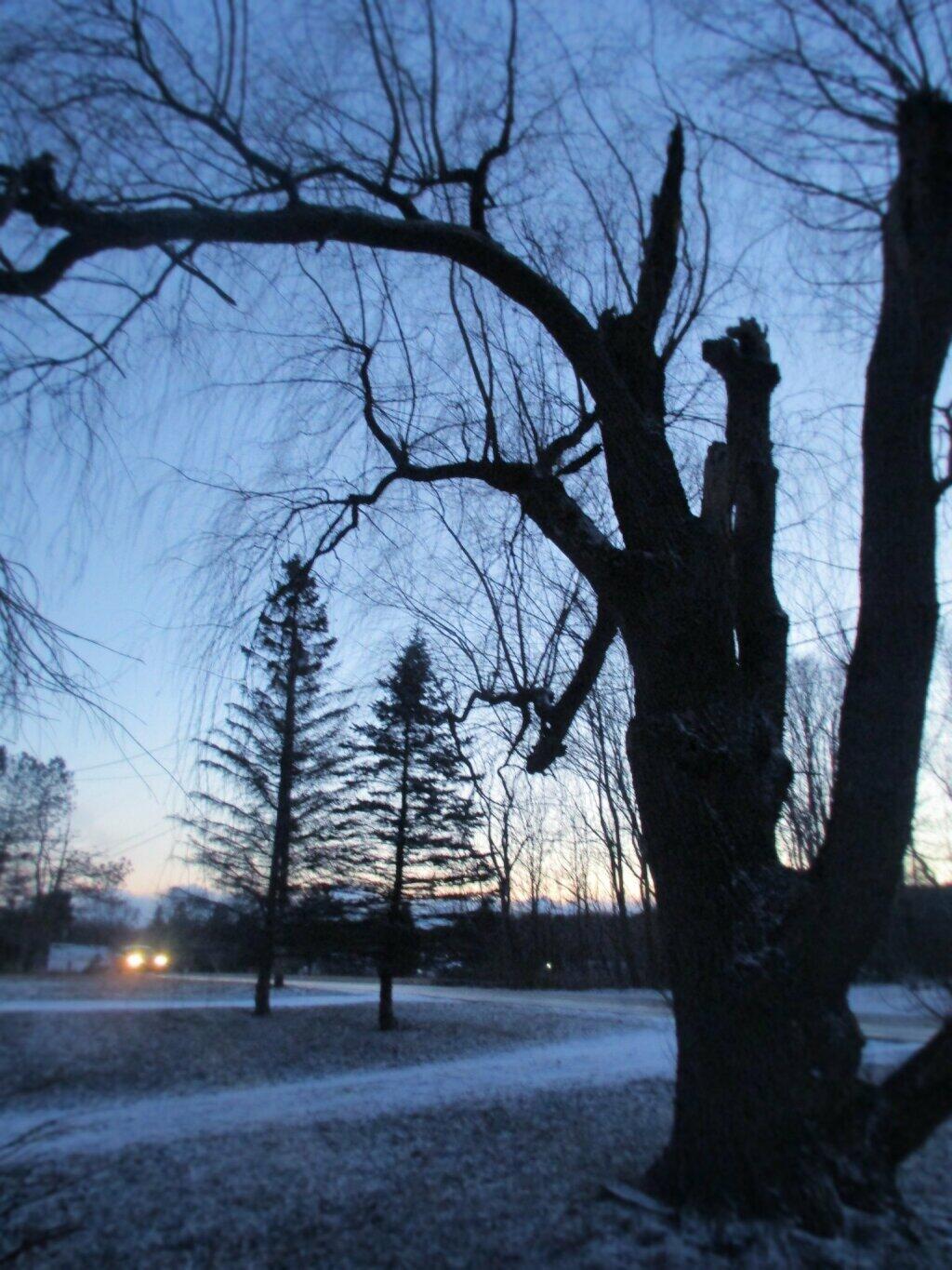 Photo: Dusk under the Willow Tree