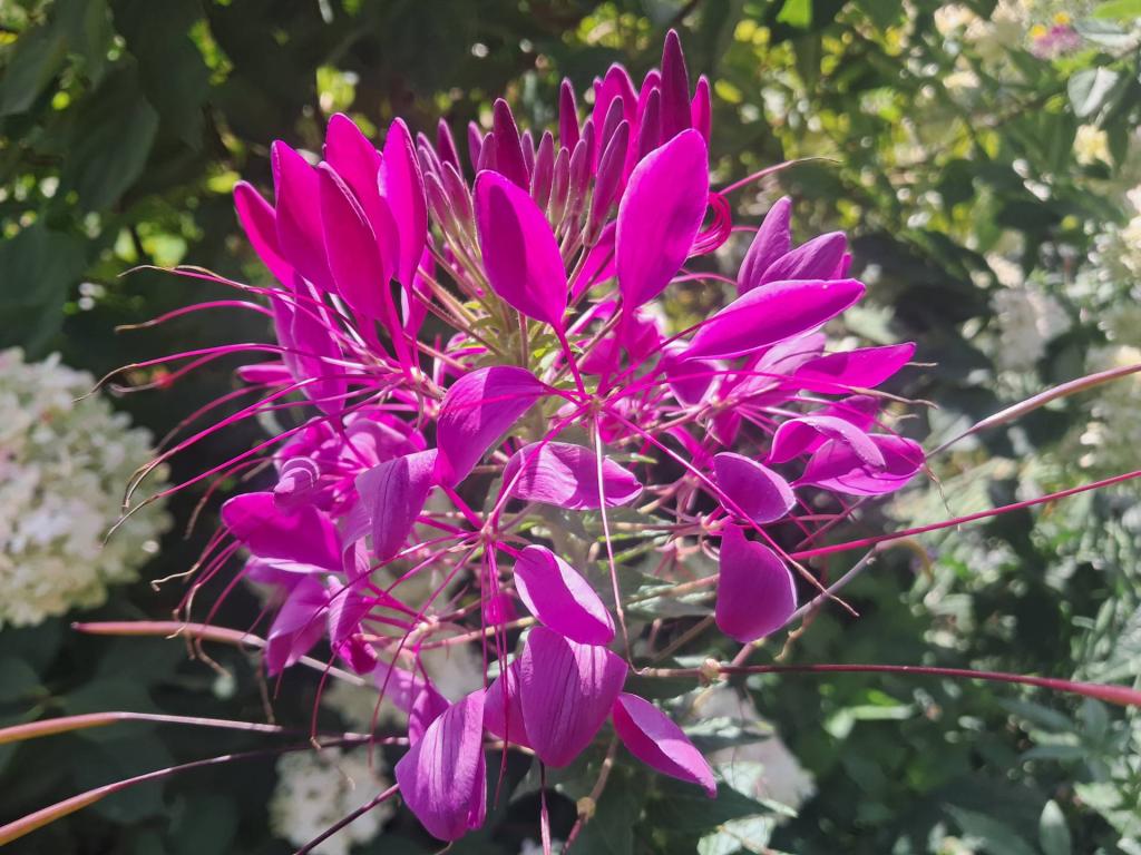 Photo: Spider Flower