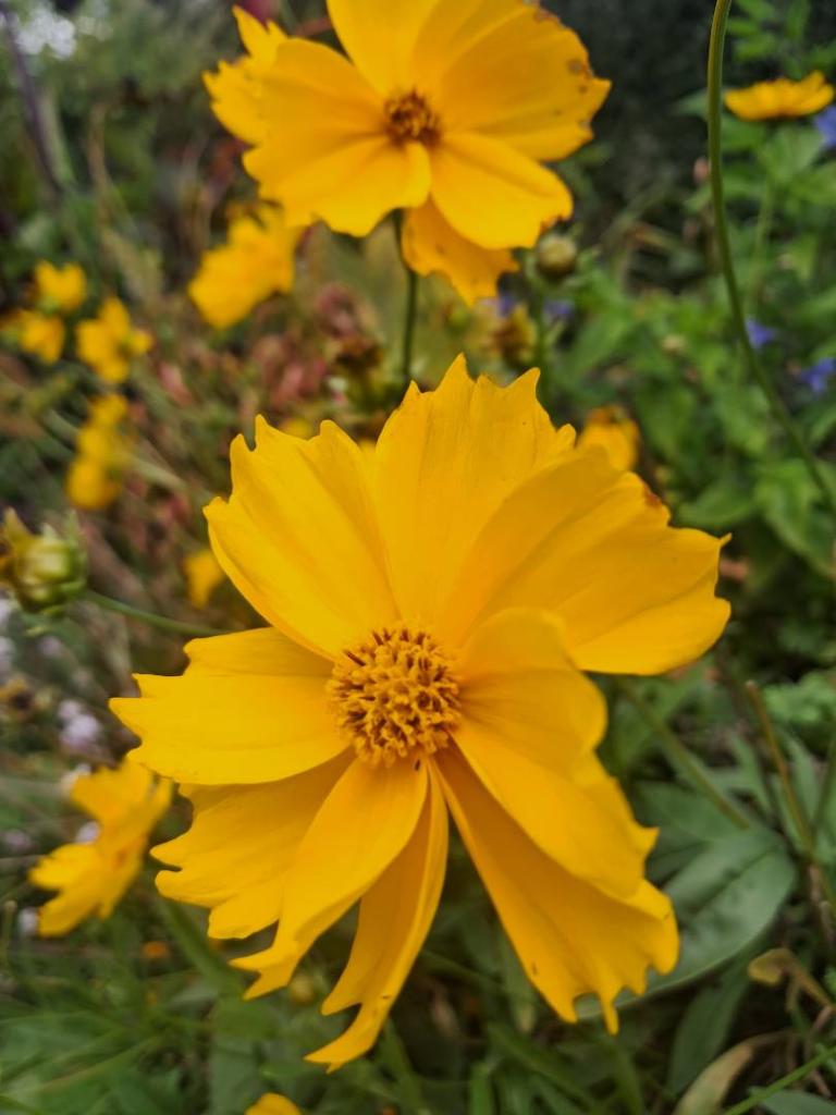 Photo: Sand Coreopsis