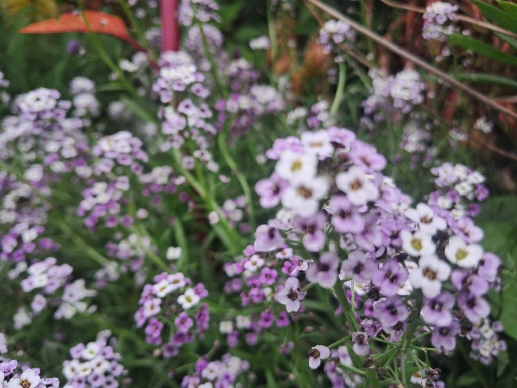 Photo: Sweet Alyssum