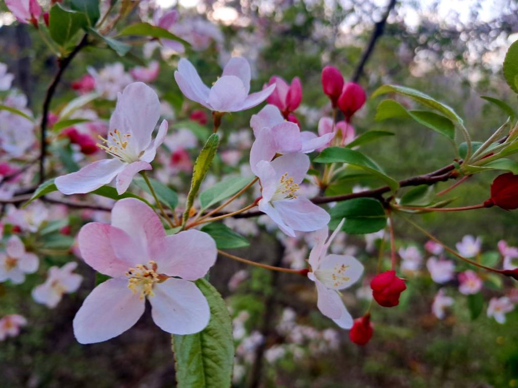 Photo: Halls Crabapple [Expires May 18 2026]