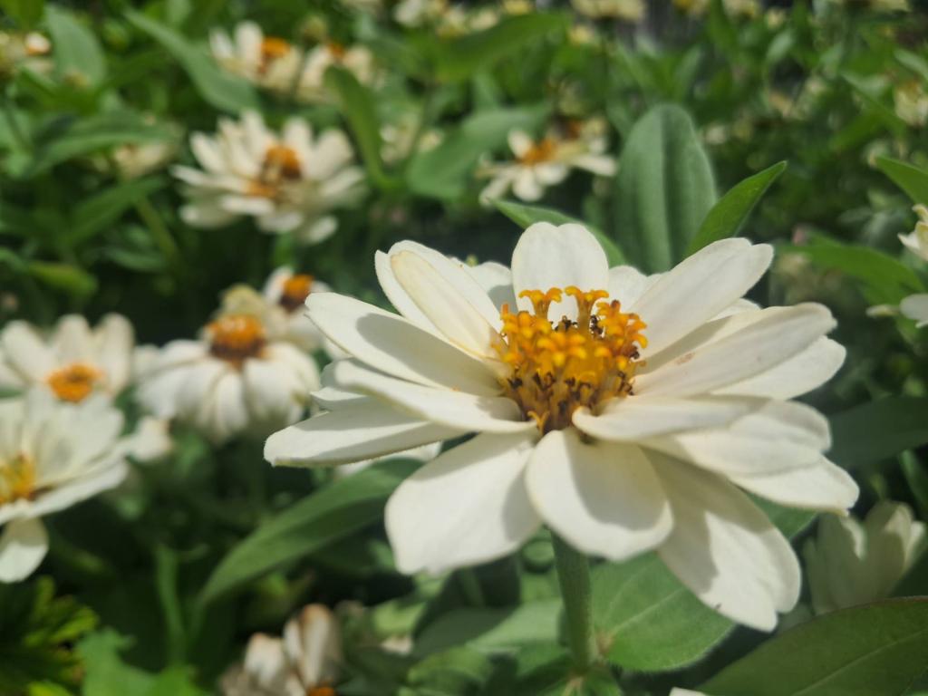 Photo: White Zinnia